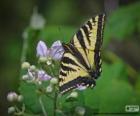 Ανατολική swallowtail τίγρη, εγγενές στην ανατολική Βόρεια Αμερική πεταλούδα
